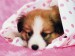 puppy_in_pink_blanket-1600x1200